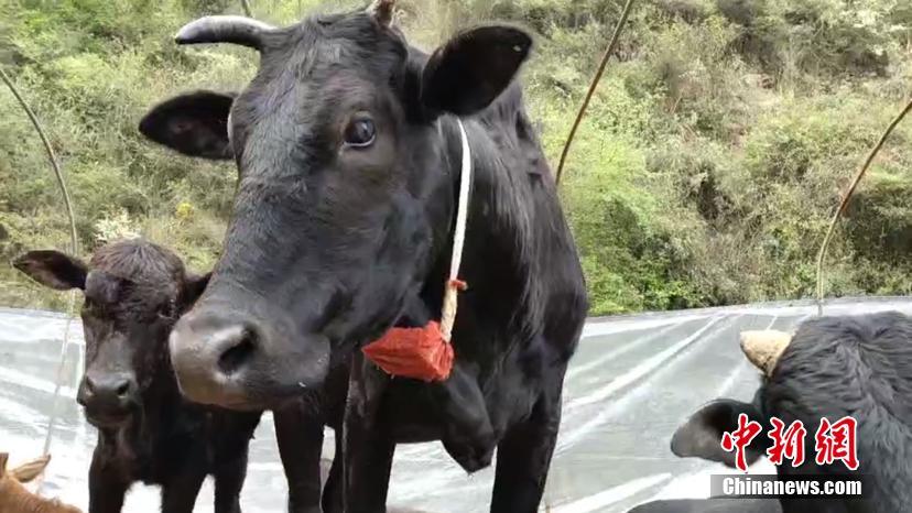 Insólito: pastor recorre a GPS para controlar rebanho