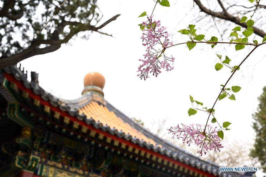 Galeria:Flores florescem no Museu do Palácio em Pequim, China