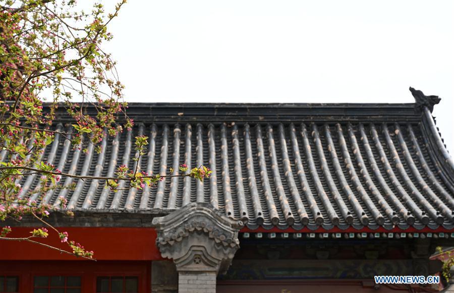 Galeria:Flores florescem no Museu do Palácio em Pequim, China