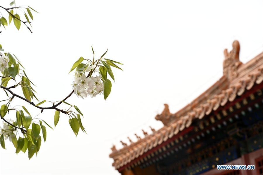 Galeria:Flores florescem no Museu do Palácio em Pequim, China