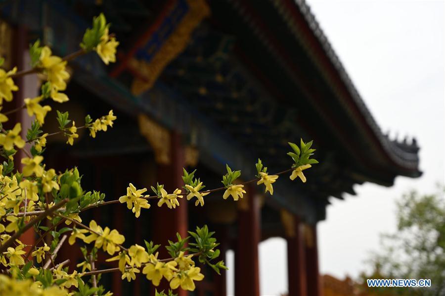 Galeria:Flores florescem no Museu do Palácio em Pequim, China