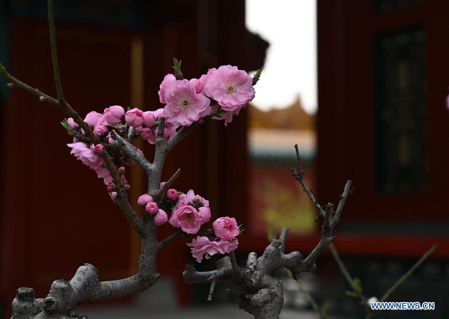 Galeria:Flores florescem no Museu do Palácio em Pequim, China