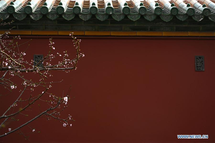 Galeria:Flores florescem no Museu do Palácio em Pequim, China