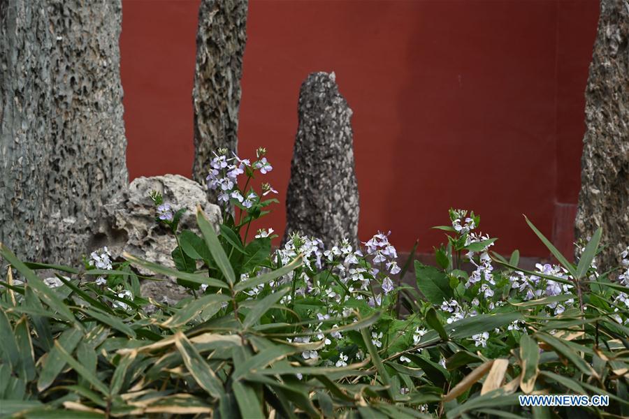 Galeria:Flores florescem no Museu do Palácio em Pequim, China