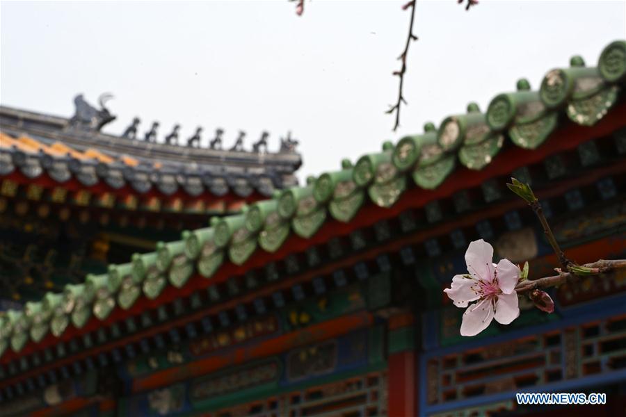 Galeria:Flores florescem no Museu do Palácio em Pequim, China