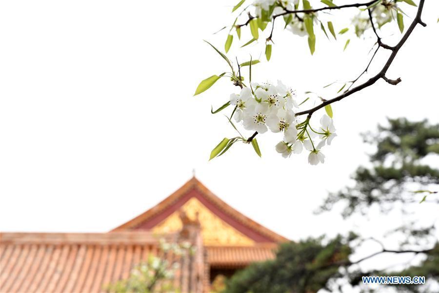 Galeria:Flores florescem no Museu do Palácio em Pequim, China