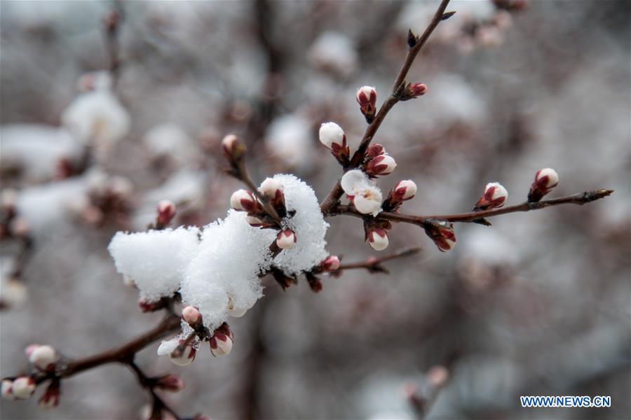 Galeria:Beijing celebra a neve em abril