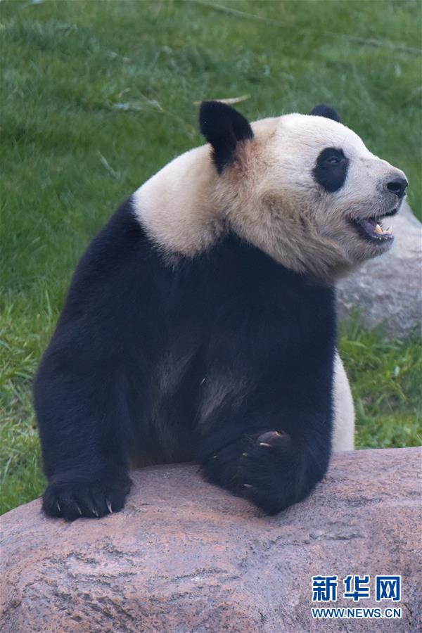 Rainha dinamarquesa inaugura Casa de Panda em Copenhaque