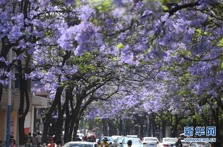 Galeria: Cidade de Kunming recebe temporada de flores