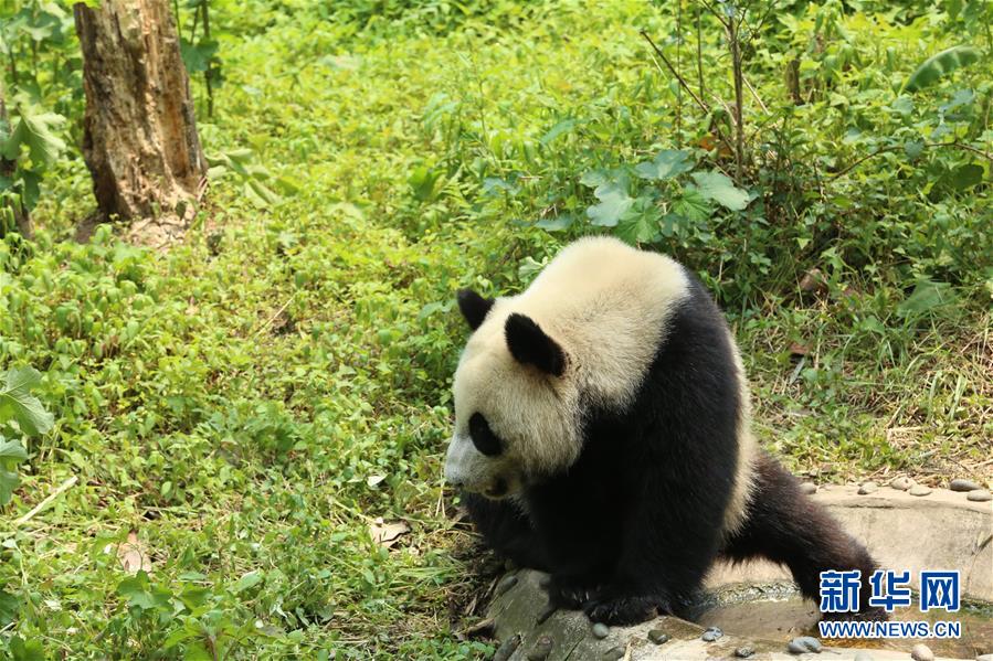 Galeria: Casal de pandas vai à Rússia para projeto de pesquisa