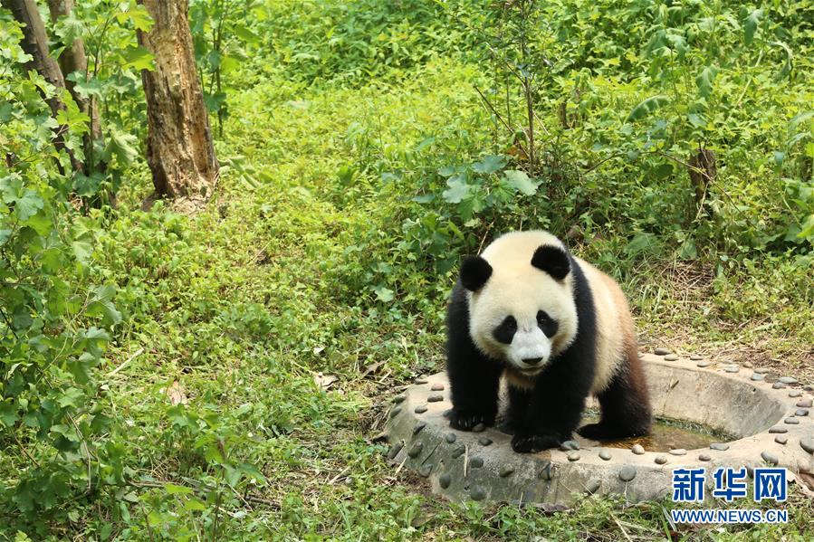 Galeria: Casal de pandas vai à Rússia para projeto de pesquisa