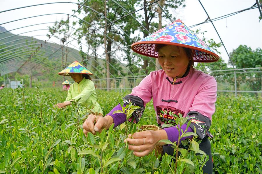 Galeria:Plantação de chá tira aldeões da pobreza em Hebei