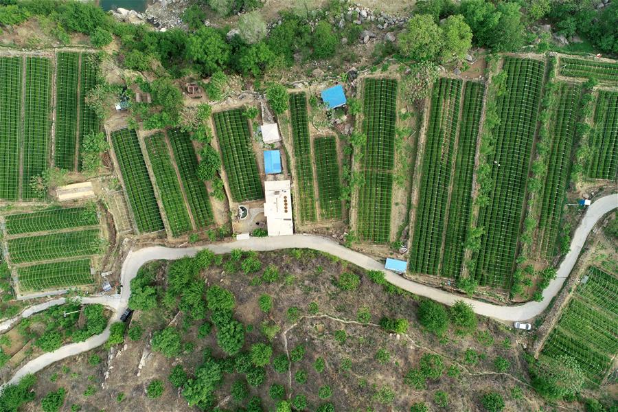 Galeria:Plantação de chá tira aldeões da pobreza em Hebei