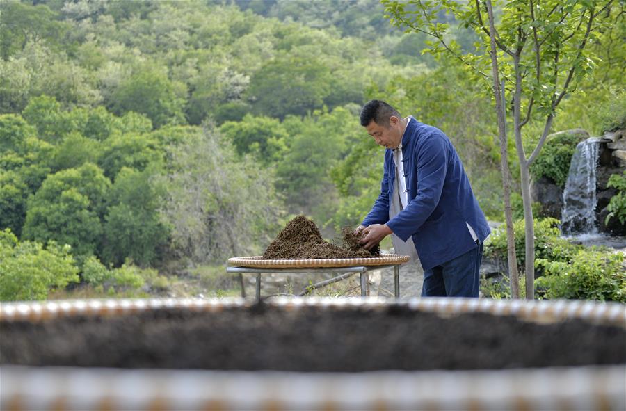 Galeria:Plantação de chá tira aldeões da pobreza em Hebei