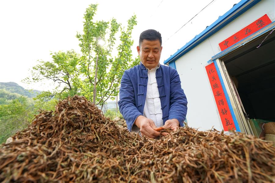 Galeria:Plantação de chá tira aldeões da pobreza em Hebei