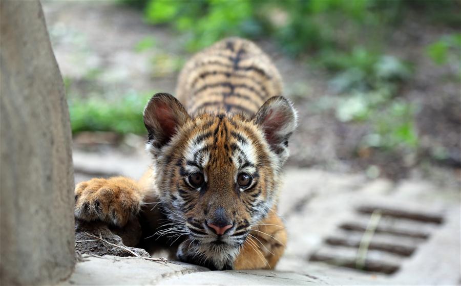 Seis filhotes de tigres do sul da China se encontrarão com o público em Henan