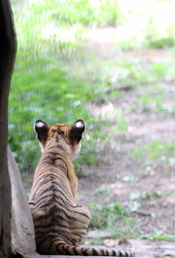 Seis filhotes de tigres do sul da China se encontrarão com o público em Henan