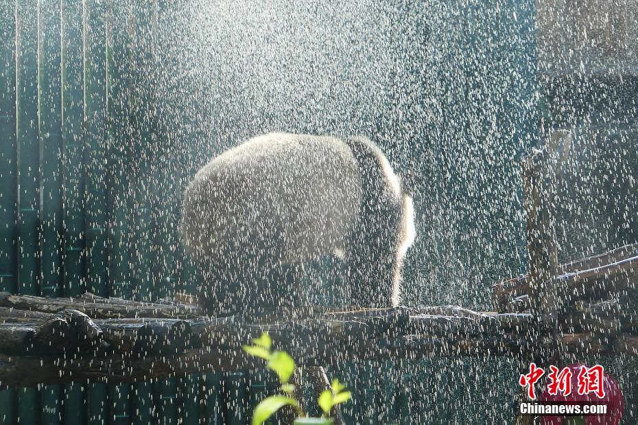 Galeria: Panda gigante refresca-se com chuveirada em Beijing