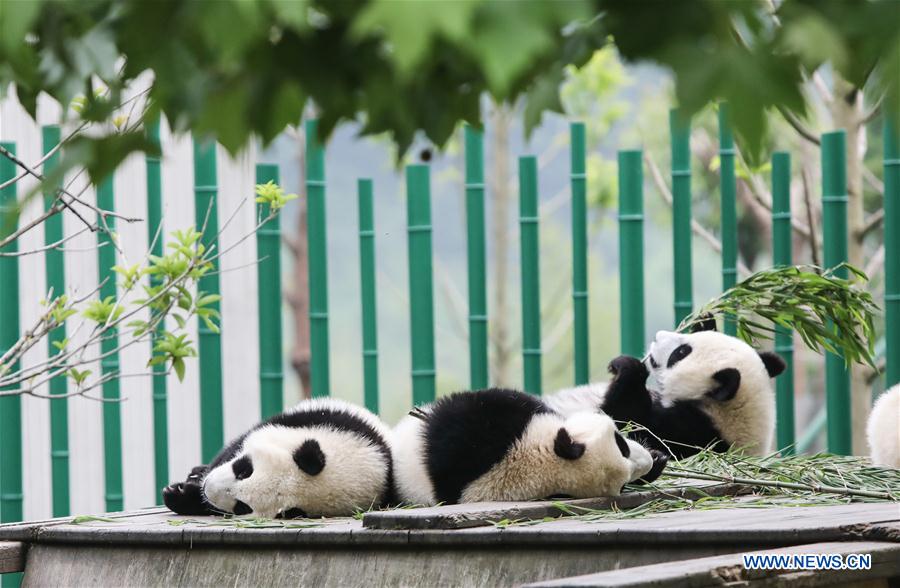 Galeria: Pandas bebês no 