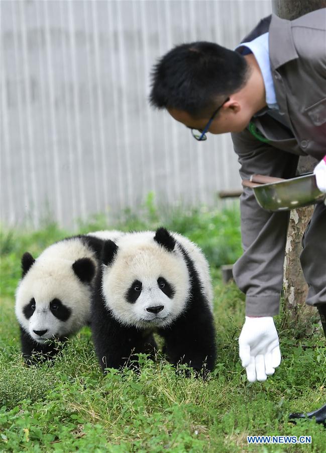 Galeria: Pandas bebês no 