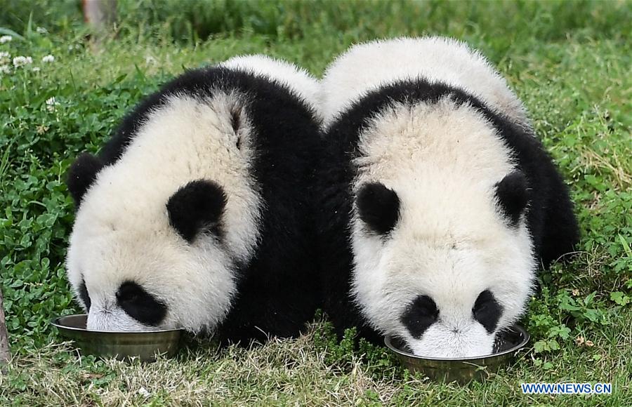 Galeria: Pandas bebês no 