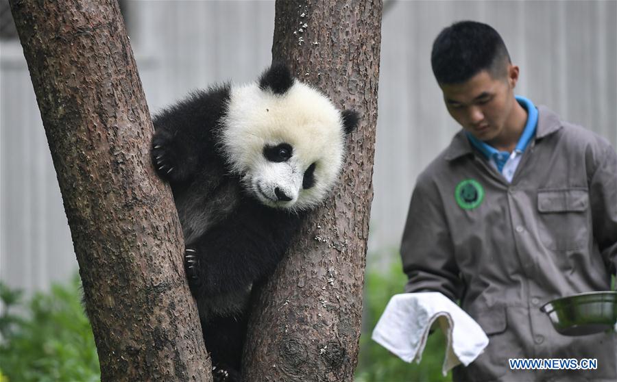 Galeria: Pandas bebês no 