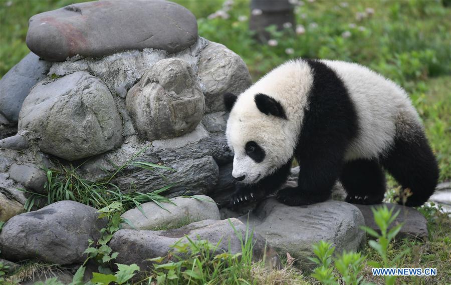 Galeria: Pandas bebês no 