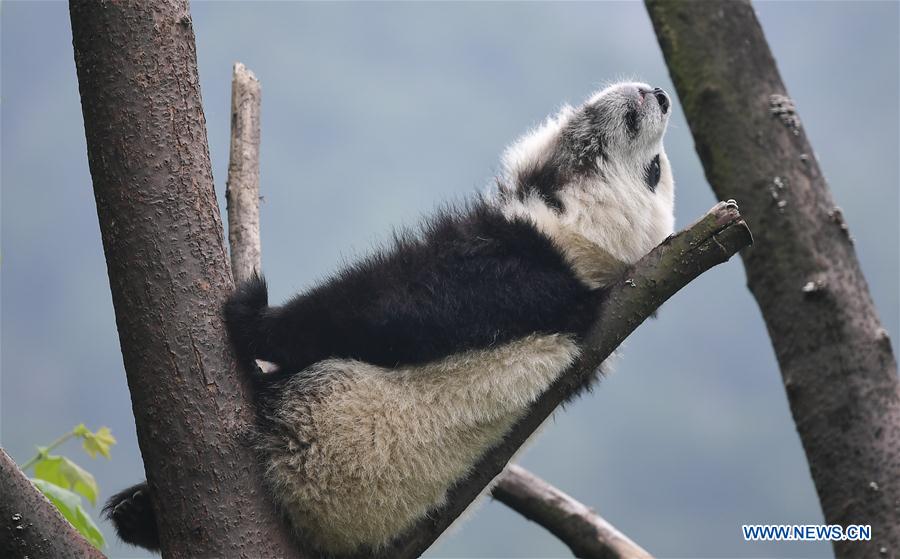 Galeria: Pandas bebês no 