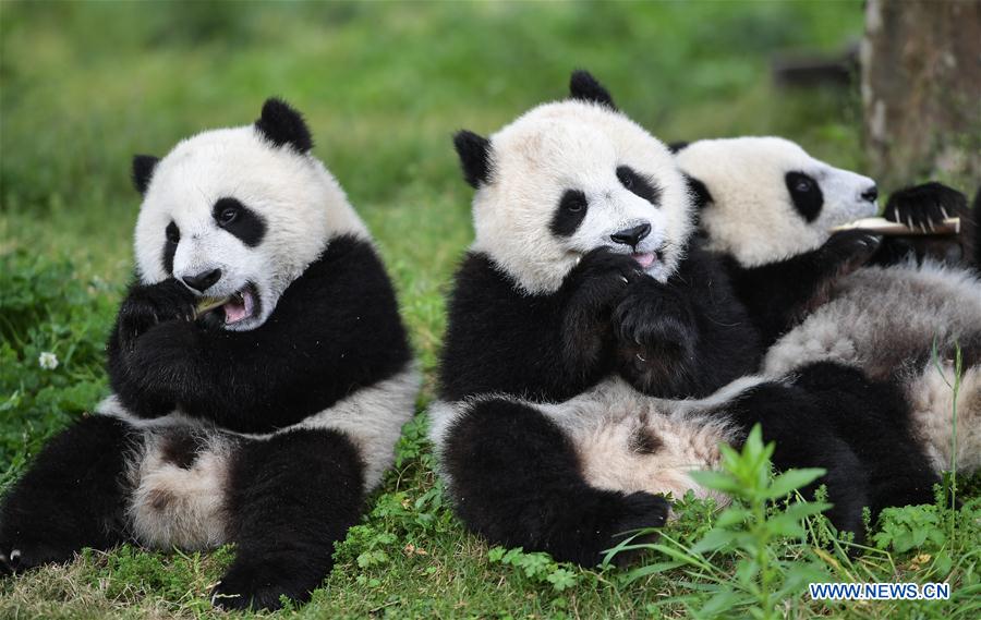 Galeria: Pandas bebês no 