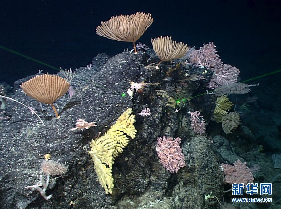 Submersível chinês fotografa recifes de coral na Fossa das Marianas