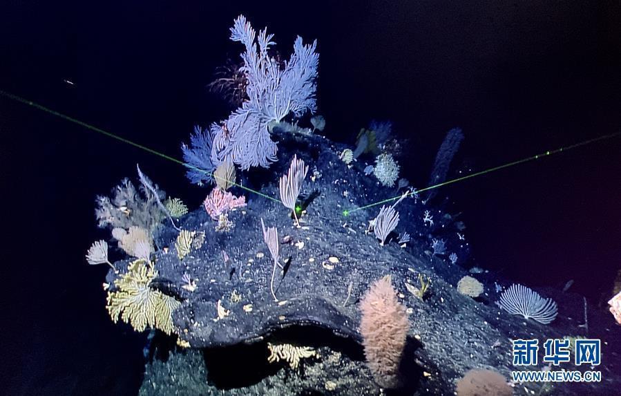 Submersível chinês fotografa recifes de coral na Fossa das Marianas