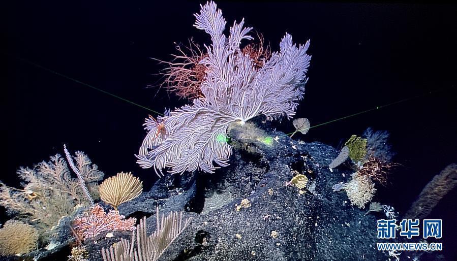 Submersível chinês fotografa recifes de coral na Fossa das Marianas