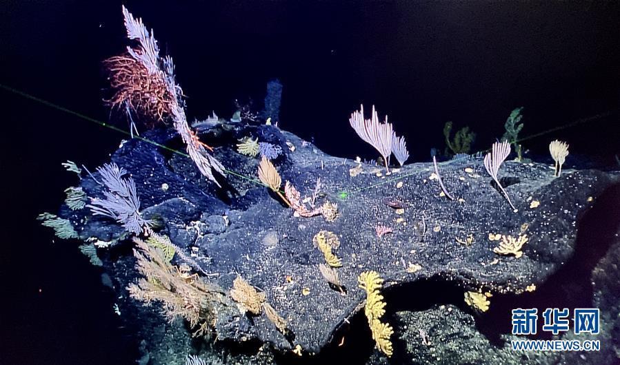 Submersível chinês fotografa recifes de coral na Fossa das Marianas