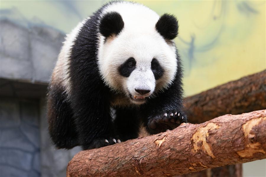 Zoológico de Moscou acolhe pandas-gigantes da China