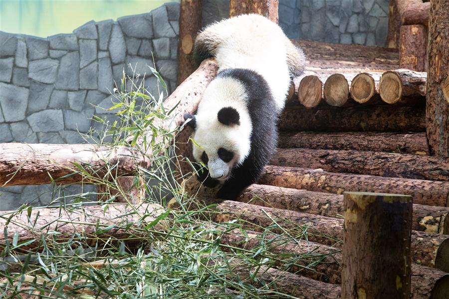 Zoológico de Moscou acolhe pandas-gigantes da China