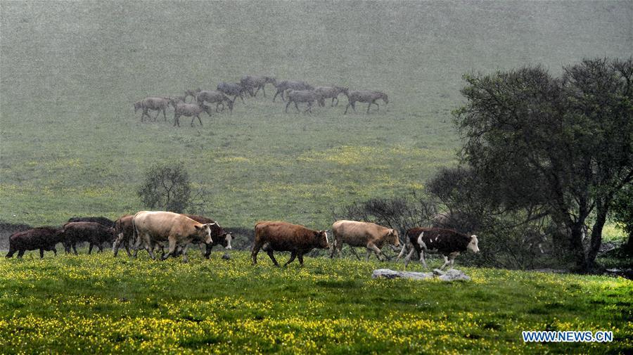 Galeria: Paisagem da pastagem de Guanshan em Shaanxi
