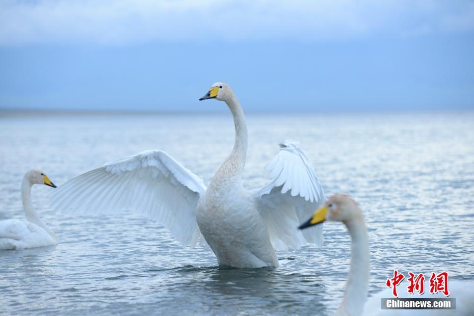 Galeria: Paisagem do Lago Sayram, Xinjiang