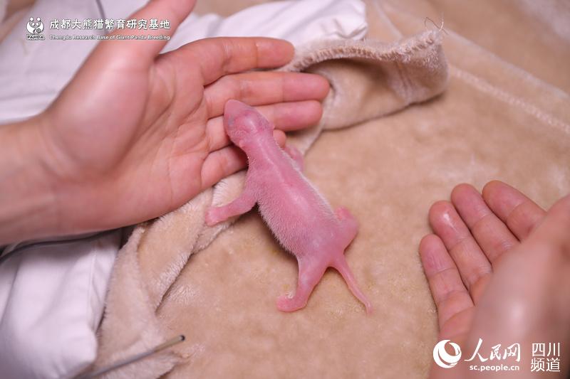 Cria de panda com menos peso considerada livre de perigo por veterinários