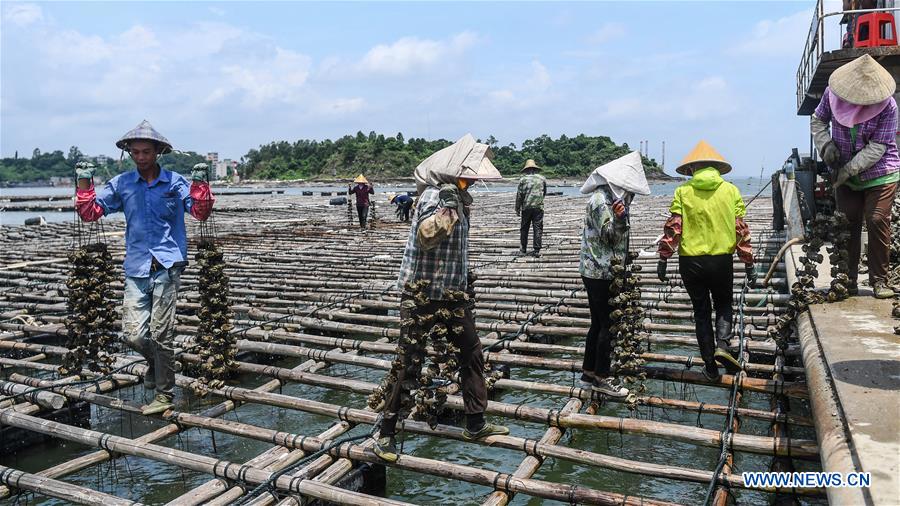 Qinzhou: Aquicultores iniciam época de recolha de ostras