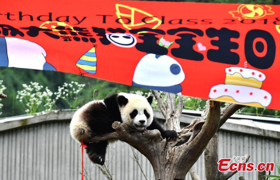 18 filhotes de panda têm festa de aniversário em Sichuan