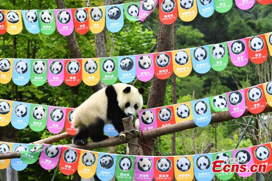 18 filhotes de panda têm festa de aniversário em Sichuan