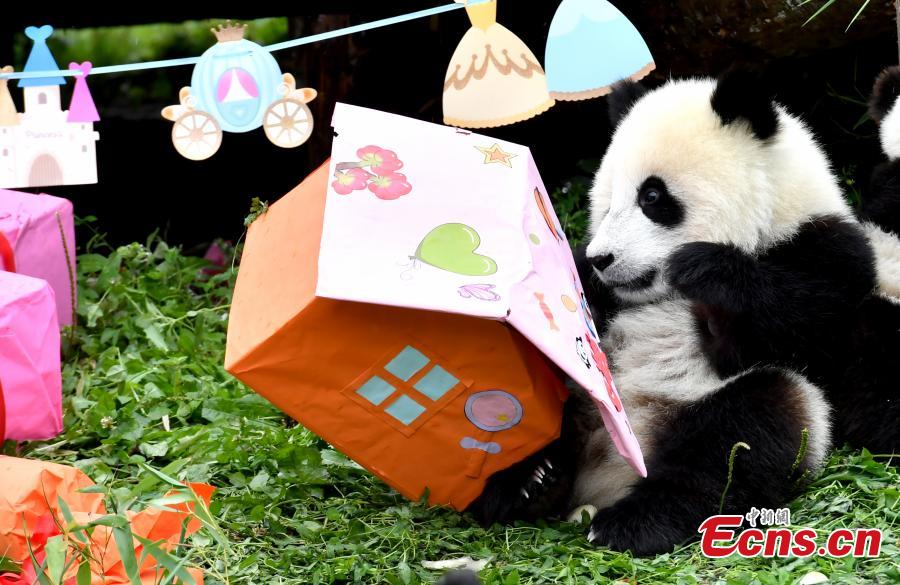 18 filhotes de panda têm festa de aniversário em Sichuan