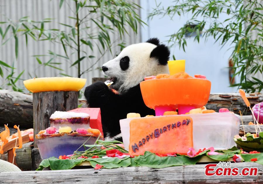 18 filhotes de panda têm festa de aniversário em Sichuan