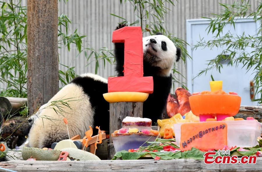 18 filhotes de panda têm festa de aniversário em Sichuan