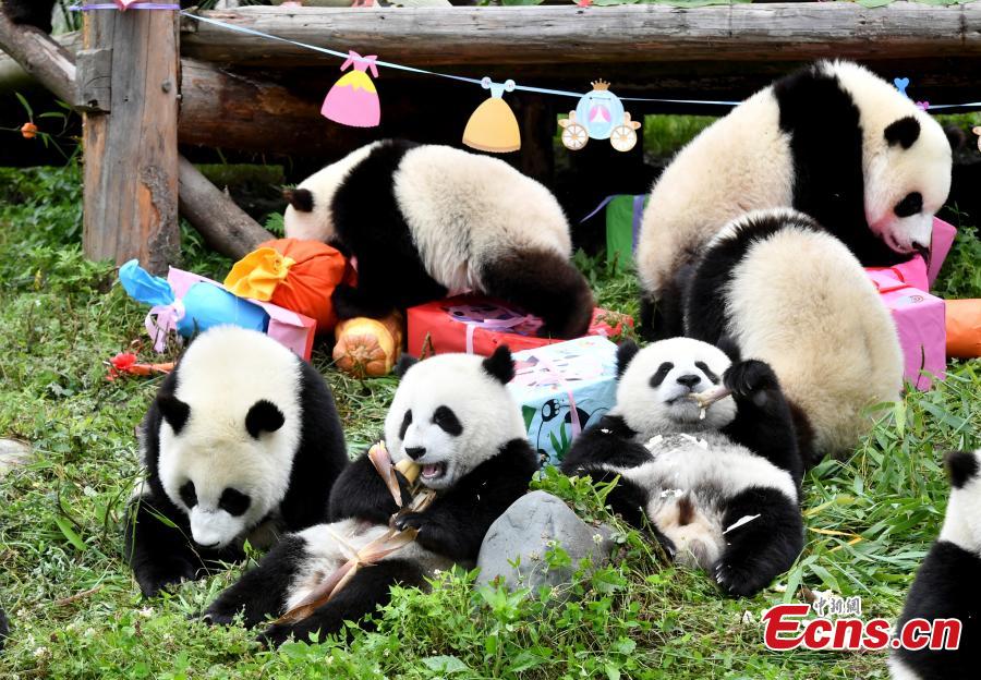 18 filhotes de panda têm festa de aniversário em Sichuan