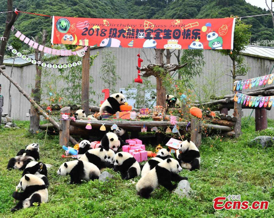 18 filhotes de panda têm festa de aniversário em Sichuan