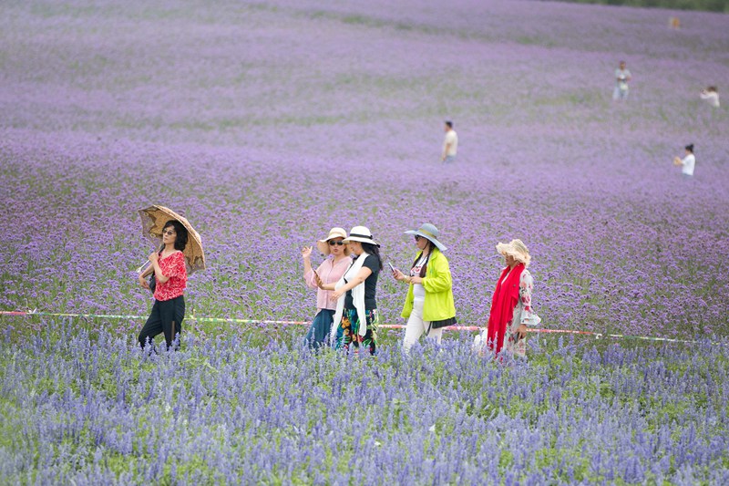 Mongólia Interior: Jardim de lavanda em Tongliao faz sucesso entre turistas