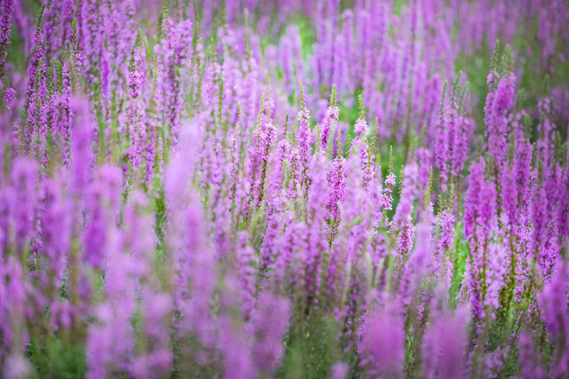 Mongólia Interior: Jardim de lavanda em Tongliao faz sucesso entre turistas