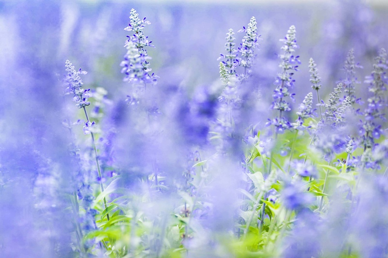 Mongólia Interior: Jardim de lavanda em Tongliao faz sucesso entre turistas