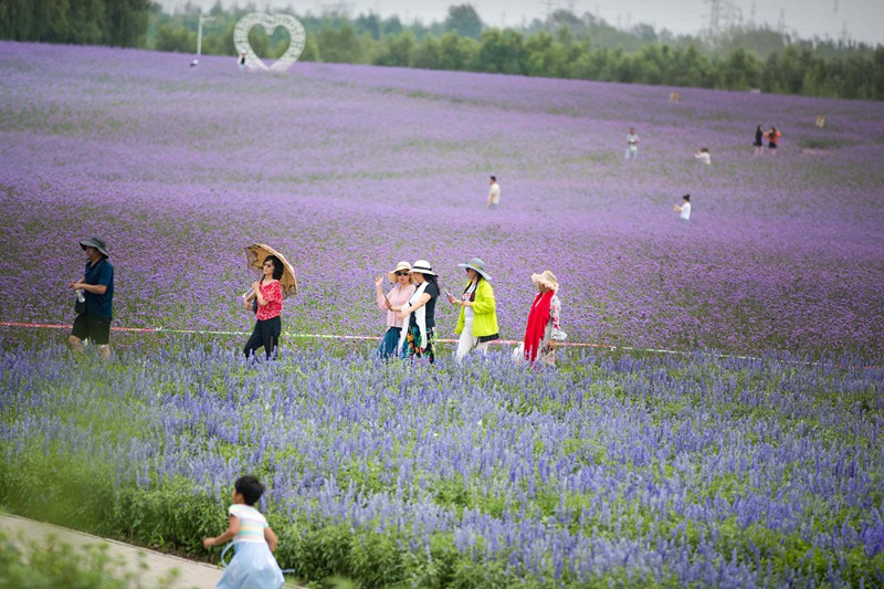 Mongólia Interior: Jardim de lavanda em Tongliao faz sucesso entre turistas